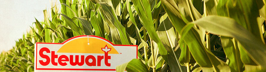 stewart seeds corn field